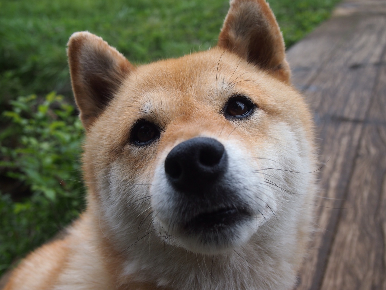 德甲雄狮碾碎非洲黑星，托尼用世界级表现定义大场面先生