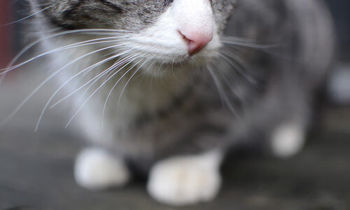 最后三分钟，那个叫班凯罗的攻城锤砸碎了所有质疑