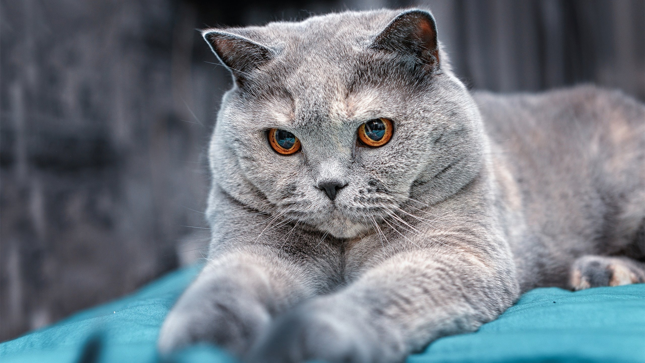 爱游戏娱乐-旧神的黄昏与新王的加冕，从喀麦隆裂痕到佩德里法则