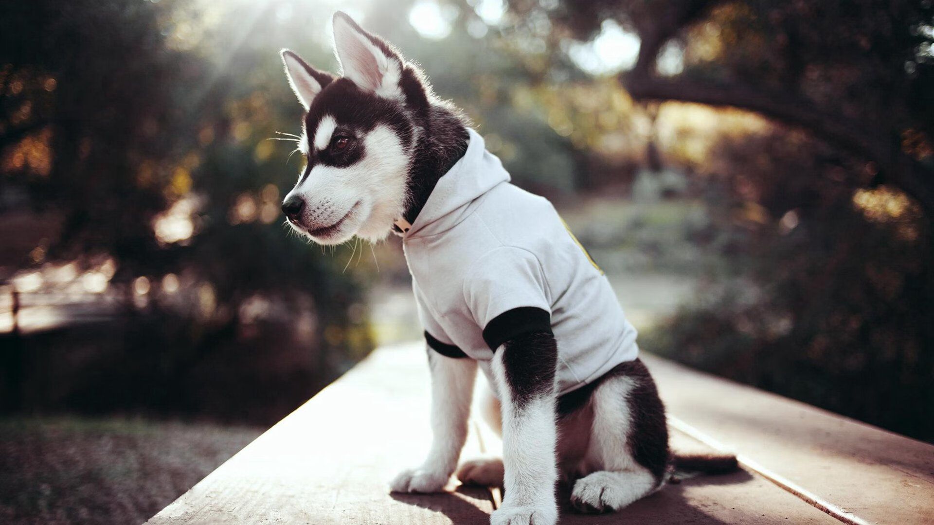 篮网强势压制灰熊，恩比德焦点战证明自我，NBA双星闪耀之夜