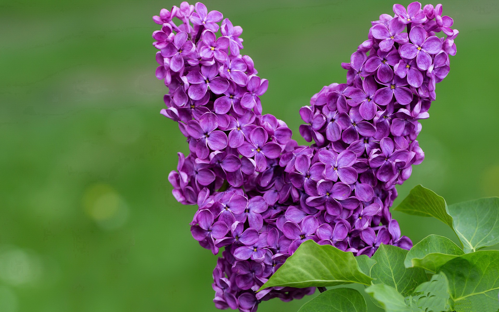 火箭对阵辽宁队，米切尔数据全面爆炸，率队取胜