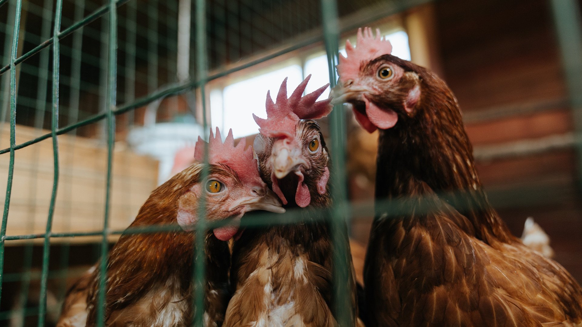 中场权杖，凯塞多如何以一人之力导演塞内加尔与比利亚雷亚尔的战术风云